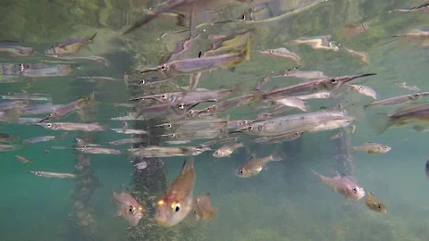 Underwater clip of a large group of Feathered River Garfish Stock Footage 93297551