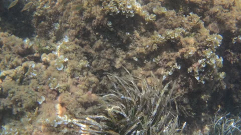 Underwater close-up of algae-covered rocks with small tube worms and seagrass, Stock Footage 344829428