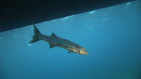 Underwater close-up of barracuda fish beneath boat. Stock Footage 235607384