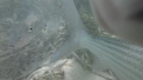Underwater close-up of bonefish swimming and feeding in shallow clear water Stock Footage 279059080