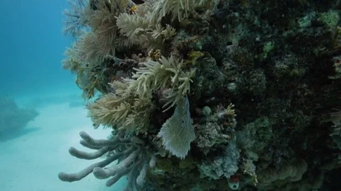 Underwater close up of a coral reef Stock-Footage 80433591