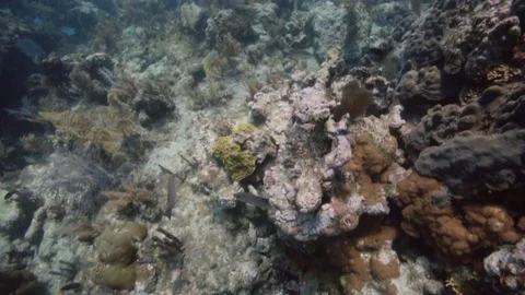Underwater close up of a coral reef Stock Footage 80433826
