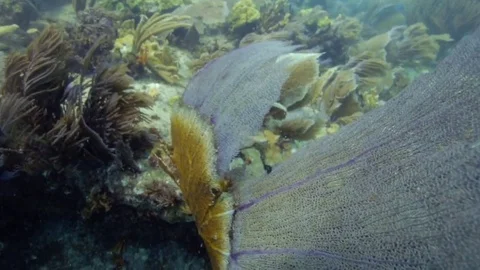 Underwater close up of a coral reef Video stock 80439211