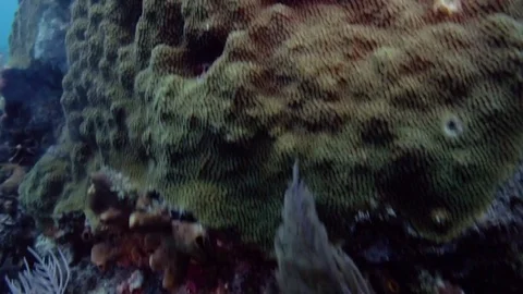 Underwater close up of a coral reef Stock Footage 80439217