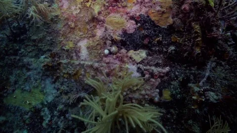 Underwater close up of a coral reef Stock-Footage 80439237