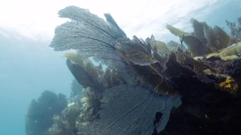 Underwater close up of a coral reef Stock Footage 80439251