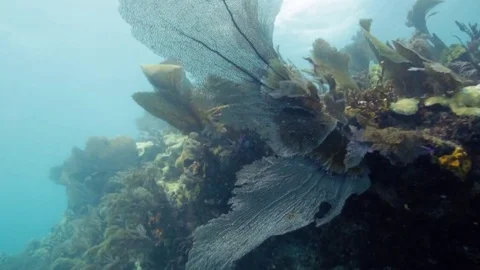 Underwater close up of a coral reef Stock-Footage 80439272