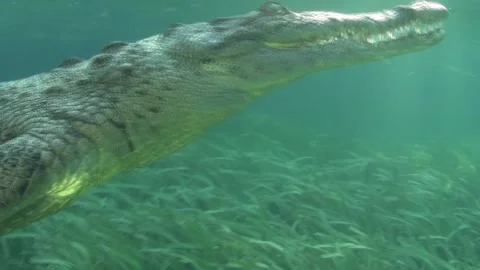 Underwater close-up of a crocodile's jaw... | Stock Video | Pond5