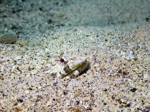 Underwater close up of a Diamond Lizardfish, synodus synodus, buried in sand Stock Photos