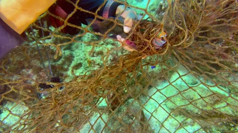 Underwater close-up of a diver's hands trying to free a fish from net Video stock 341969763