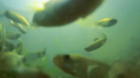 Underwater Close-up of Fish Stock Footage 40432369
