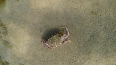 Underwater close up of a large crab walking on sandy ocean floor Stock Footage 93262190