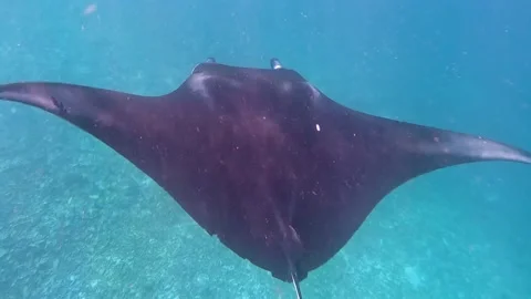 Underwater close up of large manta ray with long tail swimming and gliding Stock Footage 233600886
