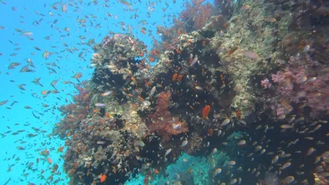 Underwater Close Up Lion Fish Cloud Of Gold Anthias Coral Reef Stock Footage 102605660