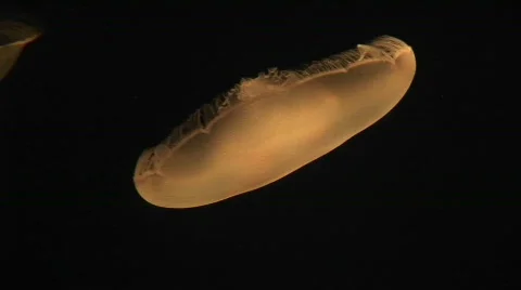 Underwater close-up of a moon jelly-fish floating gracefully Stock Footage