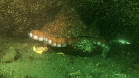 Underwater Close-Up of Octopus With Large Tentacles Attacking the Camera Video stock 102758085