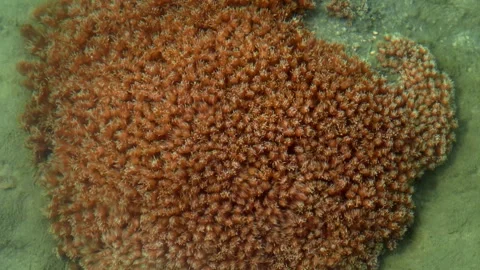 Underwater Close Up of Pulsating Soft Coral Colony Видео 338314124