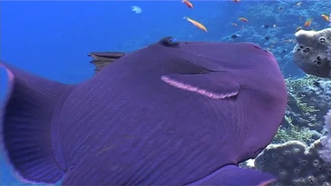 Underwater Close-Up of Redtooth Triggerfish in Reef Habitat Stock Footage 301061394