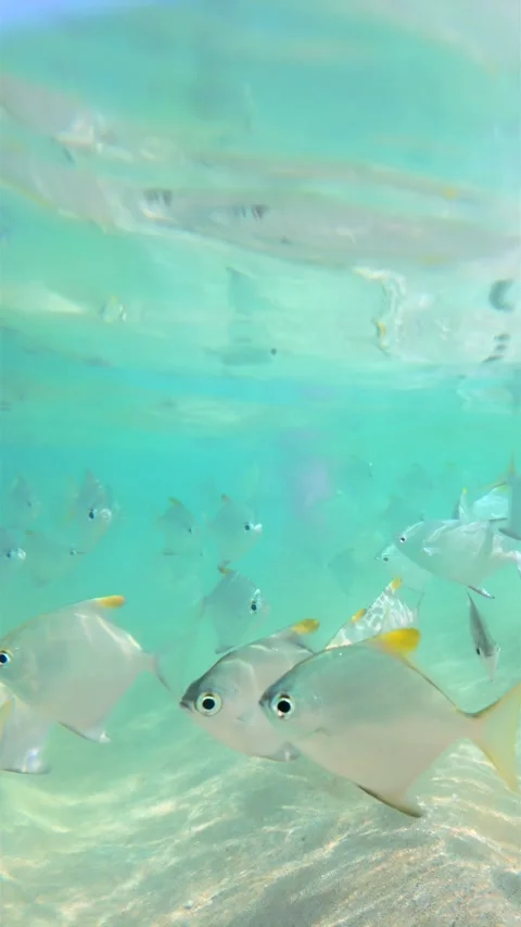 Underwater Close Up of Shimmering Silver Fish Near Hikkaduwa Coral Reef Stock Footage 329288077