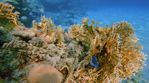 Underwater close up shot of branching fire coral reef. Video stock 337522510