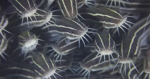 Underwater close up shot of Flock herd of Plotosus lineatus fish Stock Footage 317090000