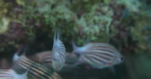 Underwater close up shot of Flock herd of red fish on white stripes Stock Footage 342275543