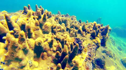 Underwater close up shot. Stock Footage 33905069