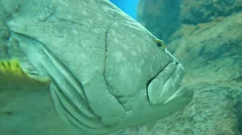Underwater close shot of huge jack fish 스톡 동영상 60800239