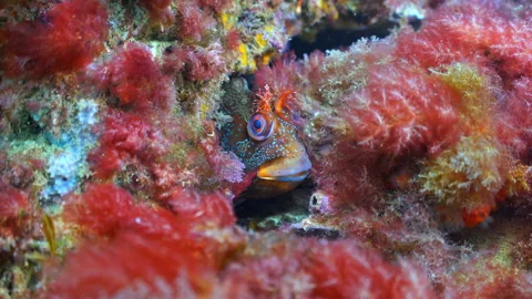 Underwater close up shot of Tompot Blenny hiding on Swanage Pier piling. Stock Footage 346308485