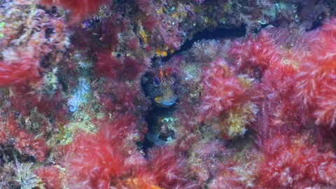 Underwater close up shot of Tompot Blenny hiding on Swanage Pier piling. Stock Footage 346309227