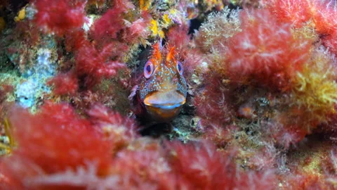 Underwater close up shot of Tompot Blenny hiding on Swanage Pier piling. Stock Footage 346310529