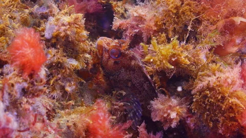 Underwater close up shot of Tompot Blenny hiding on Swanage Pier piling. Stock Footage 346310699