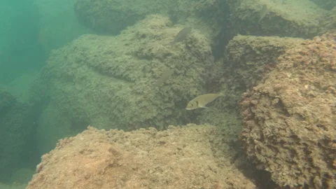 Underwater close-up of a single fish swimming past a rock covered in algae, Stock Footage 344830067