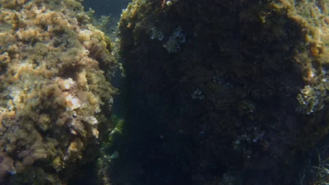 Underwater close-up of a slender fish swimming in a shadowy gap between algae Stock Footage 344829185