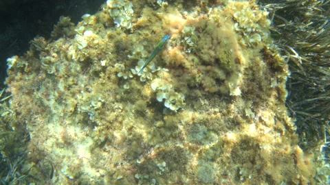 Underwater close-up of a small blue and green fish swimming past an algae Stock Footage 344829203