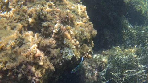 Underwater close-up of a small fish near white anemones on an algae covered Stock Footage 344829196