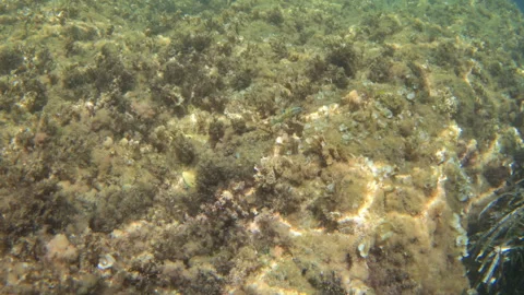 Underwater close-up of a small fish swimming near an algae covered rock, Stock-Footage 344829373