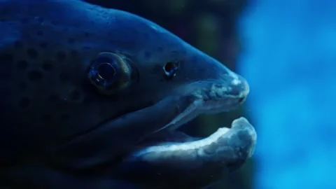 Underwater close-up of a spotted eels head with mouth slightly open, revealing Video stock 327324635