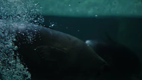 Underwater close-up of two seals gliding through a dim aquatic environment, one Stock Footage 327530935