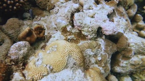 Underwater close up view of Acropora verwei tenuis mountainous star coral colony Stock Footage 260238667