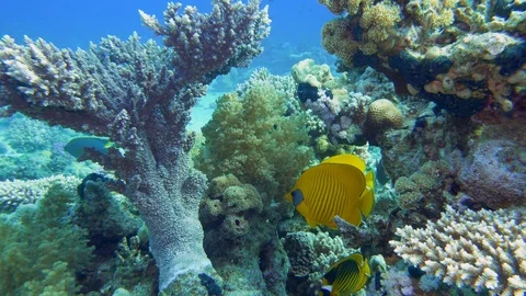 Underwater Close View Angel Fish Coral Reef Red Sea Egypt Stock Footage 101646596