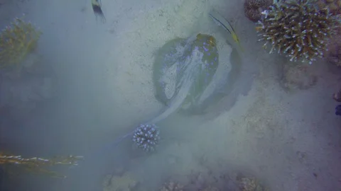 Underwater Close View Blue Dot Ray Red Sea Egypt Stock Footage 101645101