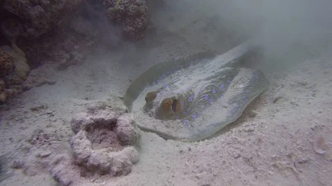 Underwater Close View Blue Dot Ray Red Sea Egypt Stock Footage 101645131