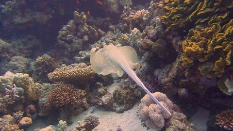 Underwater Close View Blue Dot Ray Swimming Red Sea Egypt Video stock 101645227