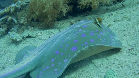 Underwater Close View Blue Dot Ray Red Sea Egypt Video stock 101646296