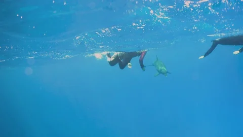 Underwater Close View Bottlenose Dolphin Snorkelers Red Sea Egypt Stock Footage 101646091