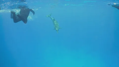 Underwater Close View Bottlenose Dolphin Snorkelers Red Sea Egypt Stock Footage 101646124