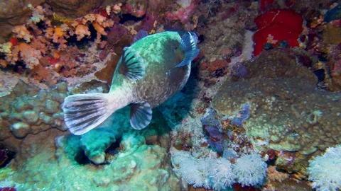 Underwater Close View Box Fish Coral Reef Red Sea Egypt Stock Footage 101646440
