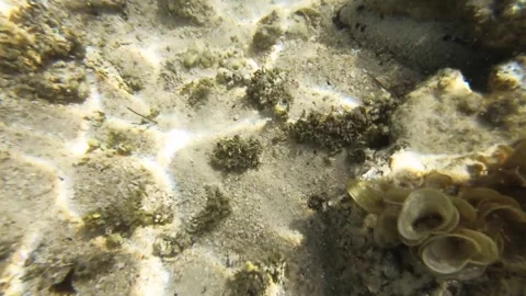 Underwater close up view of chasing a escaping fast flounder flatfish on the san Stock Footage 245444385