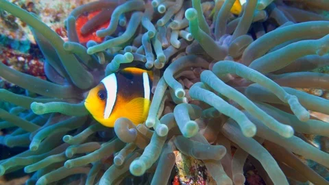 Underwater Close View Clown Fish On Anemone Red Sea Egypt Stock Footage 101646187
